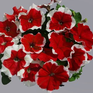 Limbo Red picotee1